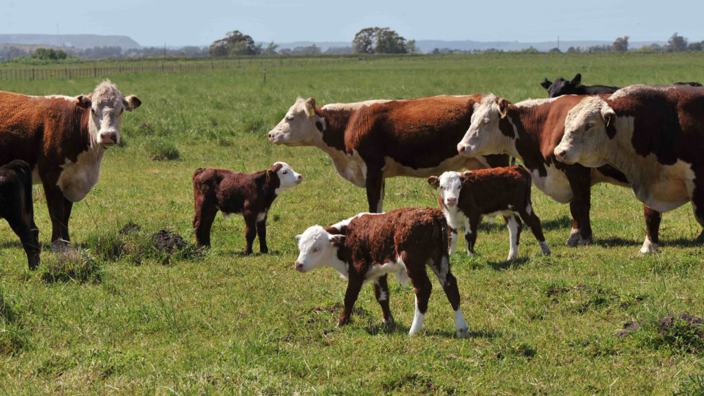 Productos Agroganaderos SRL